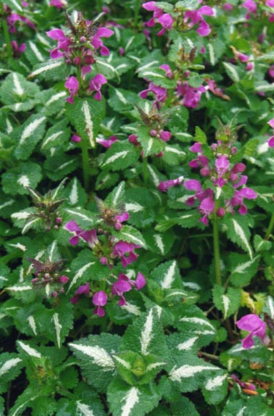 Lamium maculatum 'roseum' photo